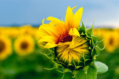 Blooming sunflower 