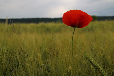 Red poppy flower on field