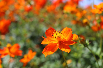 Close-up of orange flower