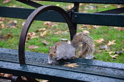 Close-up of squirrel on bench