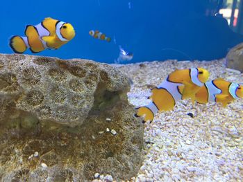 View of fish swimming in sea