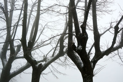 Low angle view of tree against sky