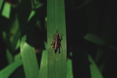 Close-up of ant on leaf