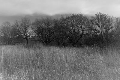Bare trees on field against sky
