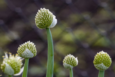 Close-up of flowering plant