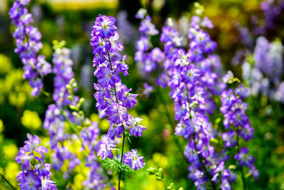 Close-up of purple flowering plants