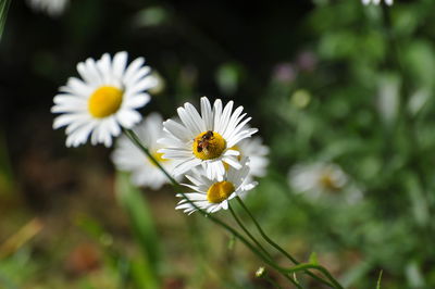 Close-up of white daisy flowers