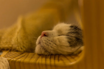 Close-up of cat sleeping