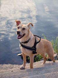 High angle view of dog standing on steps by water