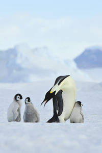 White birds on snow covered landscape