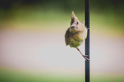 Close-up of bird perching on a pole