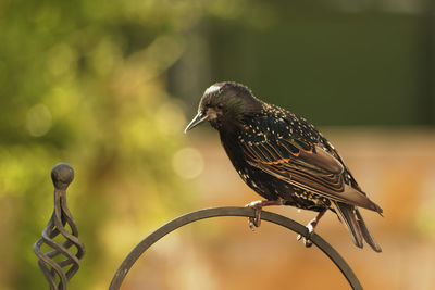 Close-up of bird perching on metal