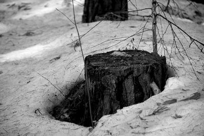 Close-up of tree stump on rock