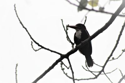 Low angle view of bird perching on branch