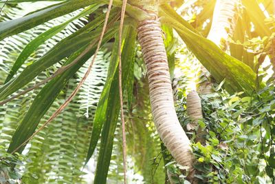 Low angle view of palm tree