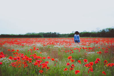 Rear view of woman standing amidst poppies blooming on field