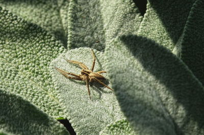 High angle view of insect on leaf