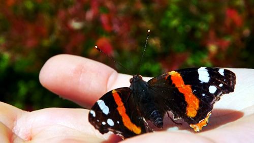 Close-up of cropped hand holding butterfly