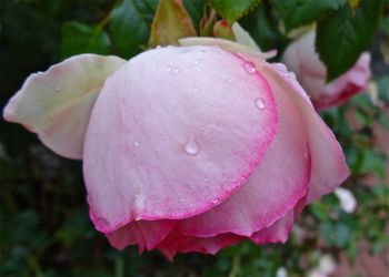 Close-up of pink rose blooming outdoors