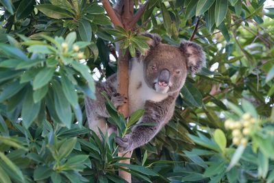 Low angle view of squirrel on tree