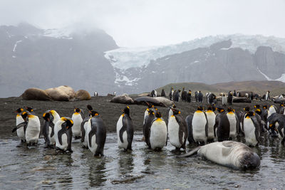 Penguins and seal at beach against snowcapped mountains