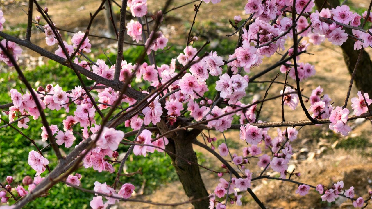 flower, freshness, growth, fragility, beauty in nature, branch, pink color, nature, tree, focus on foreground, purple, blossom, blooming, in bloom, close-up, springtime, plant, cherry blossom, outdoors, day