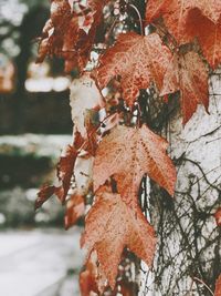 Close-up of autumn leaves on tree during winter