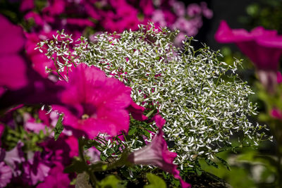 Close-up of pink flowering plant