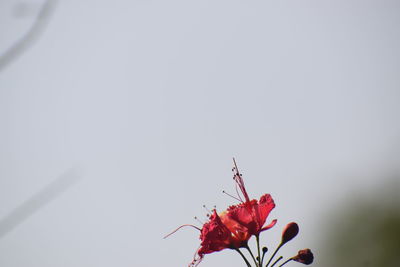 Close-up of red flowering plant against sky