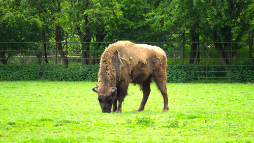 Horse grazing on grassy field