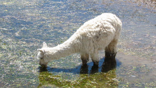 Close-up of white water in lake