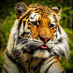 Close-up portrait of tiger