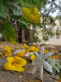 Close-up of yellow flowering plant