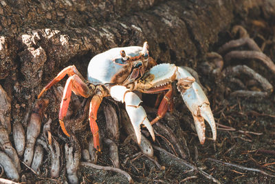Close-up of crab on land