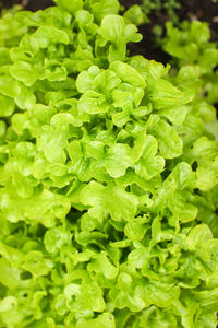 Full frame shot of green leaves