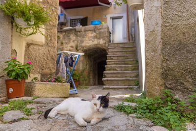 A cat on the street of vrbnik town on krk island, croatia