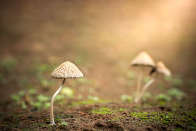 Close-up of mushroom on field