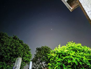 Low angle view of trees against sky at night