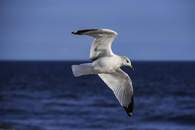 Seagull flying over sea against clear sky