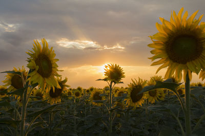 Sunflowers blooming on field against sky