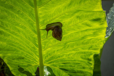 Close-up of snail on leaf