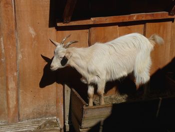 Full length of a horse in stable