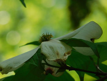 Close-up of flowering plant