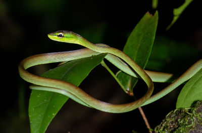 Close-up of a lizard