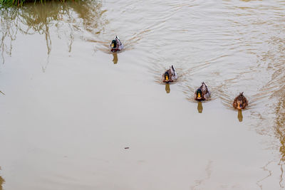 High angle view of people swimming in lake