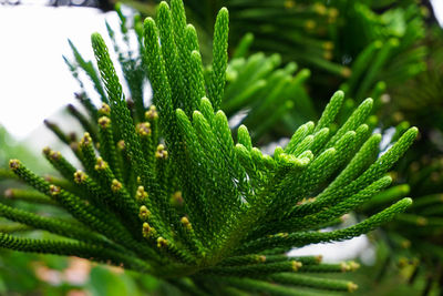 Close-up of pine tree