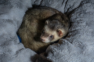 High angle view of a ferret sleeping in bed
