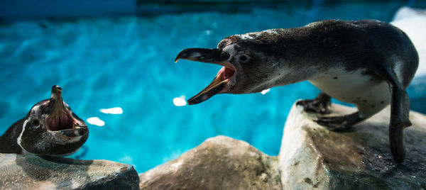 Penguins with mouth open on rocks at aquarium