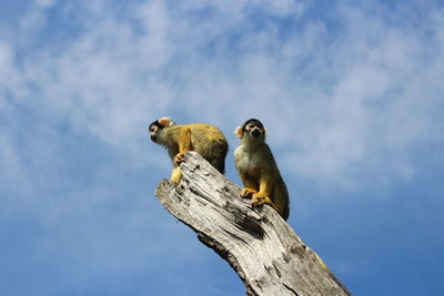 Low angle view of monkeys on tree against cloudy sky