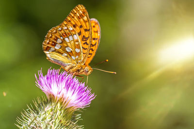 Close-up of butterfly pollinating on purple flower